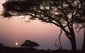 WT 212-11 Kenya Acacia Sunset